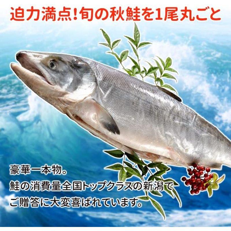 サーモン専門店岩松 北海道産 新巻鮭（秋鮭）一本物 約3kg 化粧箱入