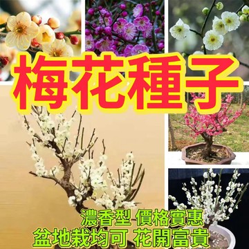 綠色家園|🔥梅花種子🍓 超高發芽率高 游龍梅 白梅 美人梅濃香型  庭院盆栽 耐寒 觀賞花卉