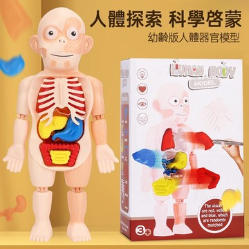 台灣出貨~人體器官模型玩具、人體立體拼圖🧸人體器官模型玩具 兒童科教人體器官模型 人體教具 人體器官 早教 拼插玩具認知