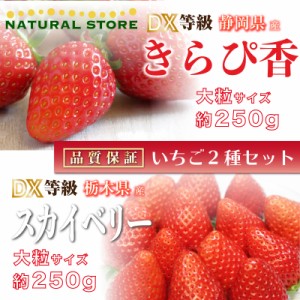 [予約 2024年2月15日-2月22日の納品] 遅れてごめんねバレンタイン きらぴ香 × スカイベリー 約250g× DX 大粒 苺 食べ比べ いちご