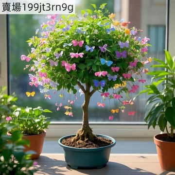現貨 金絲吊種子 （50粒）四季種植花卉綠植盆栽室內外陽台超長300天花期 耐寒好養植物花卉種子 最新款品種