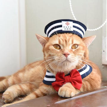 夏季萌系教主-寵物海軍帽+水手領 (附蝴蝶結 & 水手結)-貓