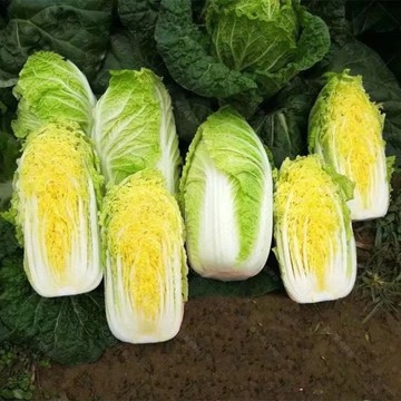 🥬（超多款 白菜種子）青菜種子40-50天 奶油小白菜 青梗白菜蔬菜種子 雞毛菜 收成盆栽蔬菜農家清江小白菜新手好養