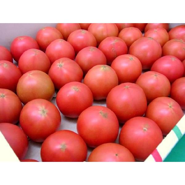 高知県夜須産 高糖度 夜須のフルーツトマト ”とさかみトマト” 約3kg 訳あり・ご家庭用 送料無料