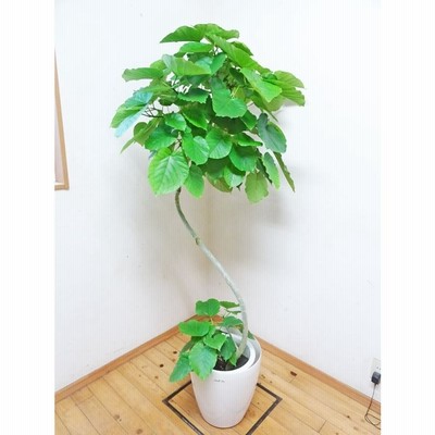 ウンベラータ　綺麗な曲がりの見事なフィカス・ウンベラータ 170cm 前後10号プラ鉢【鉢カバー別売り】