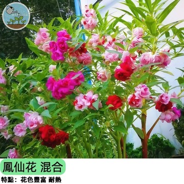 🌺【阿嬤的胭脂花】鳳仙花種子 混合色 指甲花 易種開花快 陽台庭院綠化 耐熱好照顧 蜜源植物 四季可播