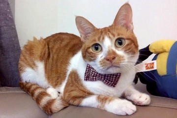 酒紅小格子蝴蝶結 寵物項圈 貓咪 狗狗  S size