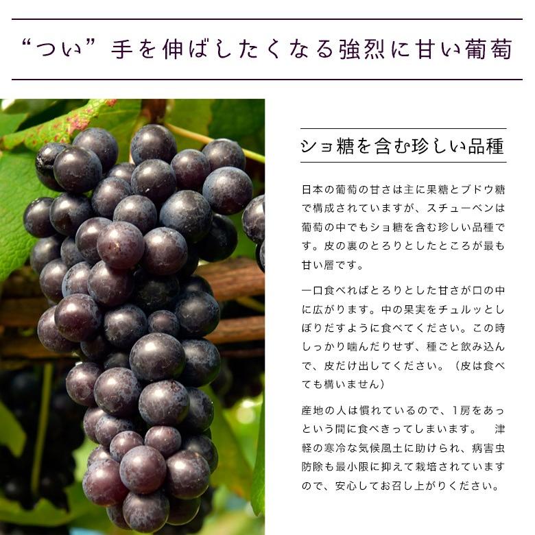 黒ぶどう 『スチューベン』青森県産　約1.5kg（5〜8房 ）※常温又は冷蔵 送料無料