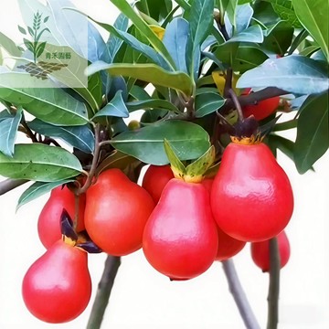 青禾園藝（金彈子種子）微型觀景柿子種子 血紅果 老鴉柿子樹種子 葫蘆果珍珠型盆栽盆景種子#台灣自留種