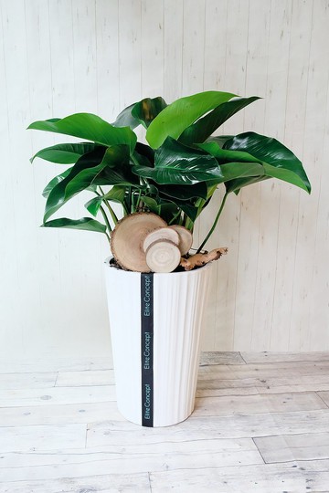 帝王蔓綠絨 | 落地植栽