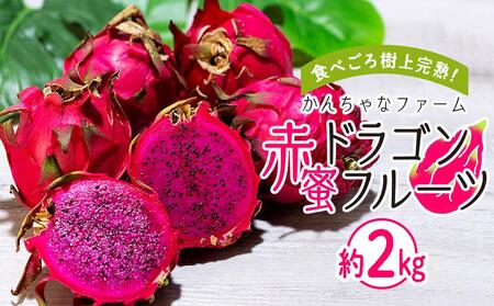 2024年発送　奄美大島産 食べごろ樹上完熟『赤蜜ドラゴンフルーツ』約2kg（5〜6玉）＜北海道・沖縄県配送不可＞