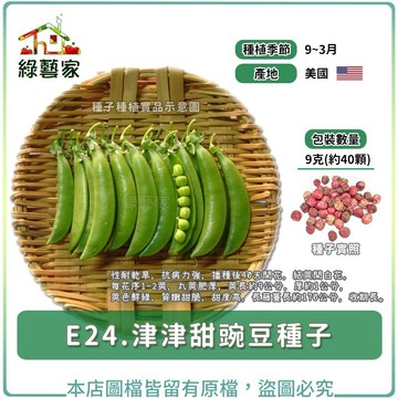 E24.津津甜豌豆種子9克(約40顆)(有藥劑處理) // 性耐乾旱，抗病力強，播種後40天開花，結莢開白花【綠藝家】