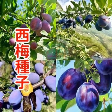 現貨現發 【西梅種子】 進口西梅種子 年年結果   多年生植物種子 庭院陽台 盆栽地栽  天台種植