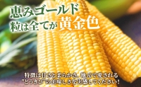 北海道産 とうもろこし 恵味 ゴールド 2L 20本 朝採り めぐみ イエロー トウモロコシ 玉蜀黍 スイートコーン とうきび 大きめ 甘い 新鮮 旬 夏 もぎたて 産地直送