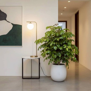 旺旺樹 落地盆栽 大盆栽 灰圓弧盆栽 開幕送禮 喬遷禮物 植栽