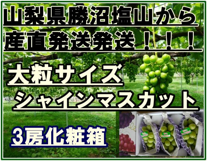 [最短順次発送]  シャインマスカット ３房 山梨県 JA甲州市 勝沼 夏ギフト 暑中見舞い 夏ギフト お中元 御中元