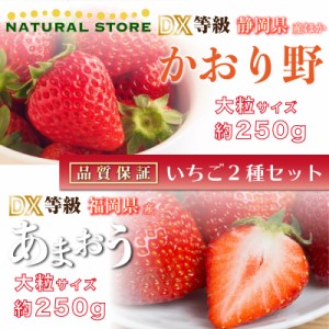 [予約 2024年2月15日-2月22日の納品] 遅れてごめんねバレンタイン かおり野 × あまおう 約250g× DX 大粒 苺 食べ比べ いちご