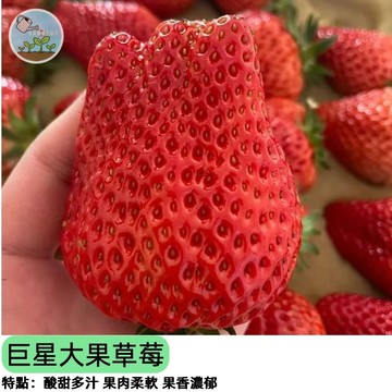🍓【陽台就能種】巨星大果草莓種子 比拳頭大！巨無霸草莓 家庭盆栽 四季結果 親子種植 高甜多汁 新手必成