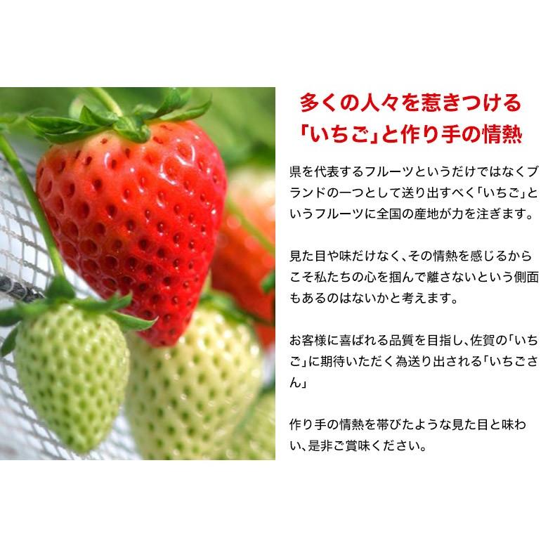 『いちごさん』 佐賀県産 いちご 2L〜4L （8〜12粒）約240g×2パック ※冷蔵 送料無料