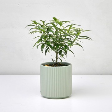 珍珠馬茶花 | 幸福花 開花盆栽 居家植栽 喬遷禮物