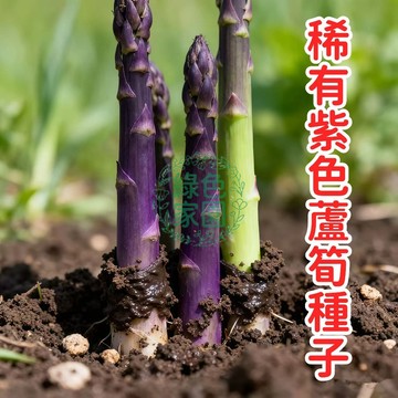 稀有紫色蘆筍種子 紫玉蘆筍苗 紫色奇蹟 特色蔬菜種籽 盆栽庭院食材 農場自種 高發芽率 新鮮現貨 長年採收 宿根植物