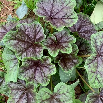 🥬【冬寒菜種子】耐寒採收王/霜打後更軟糯清甜 火鍋必備/超耐寒零下低溫 病蟲害極少/新手秋冬必種 持續採收