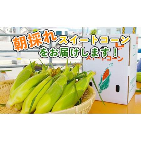 ふるさと納税 朝採れスイートコーン 3kg (8〜10本) 野菜 とうもろこし とうきび トウキビ BBQ キャンプ 旬 おやつ 特産品 sg-0005 高知県香南市