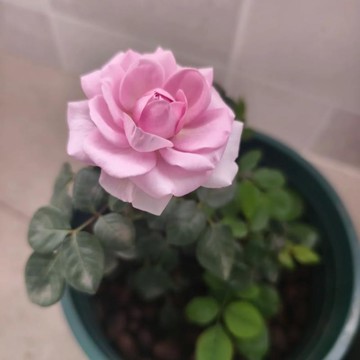 🌹（紫皇後玫瑰種子）當年新種 包對版 多年生可做切花 四季懶人室內外庭院盆栽花卉種子 耐寒易活 綠植物鮮花種子