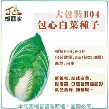 【綠藝家】00B04大包裝.包心白菜種子8克(約2800顆) 新錦秋.結球白菜.甜度高 結球類及花菜類大包裝