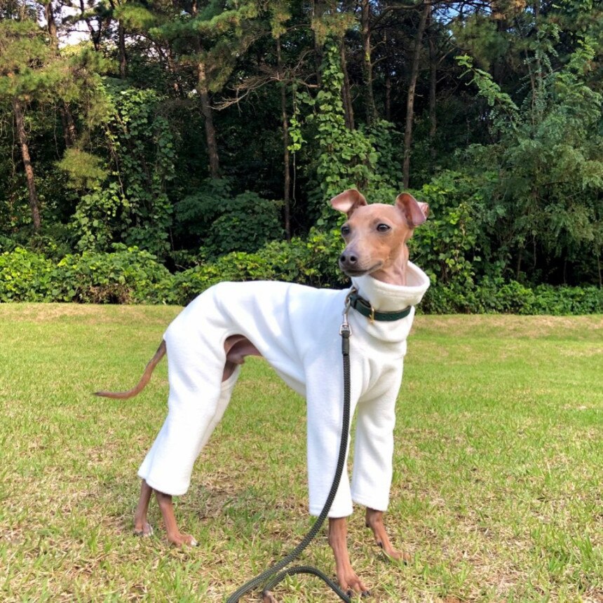 イタグレ服 起毛 ロンパース 小型犬 中型犬 春夏秋冬 イタリアングレー