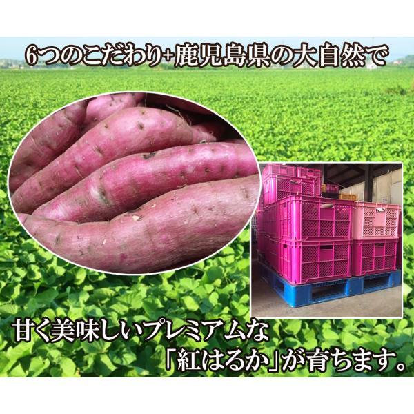 紅はるか さつまいも 5kg 送料無料 産地直送 産直 土付き さつま芋 薩摩芋 焼きいも 焼き芋 石焼き芋 芋 いも 鹿児島県産 FJK-000