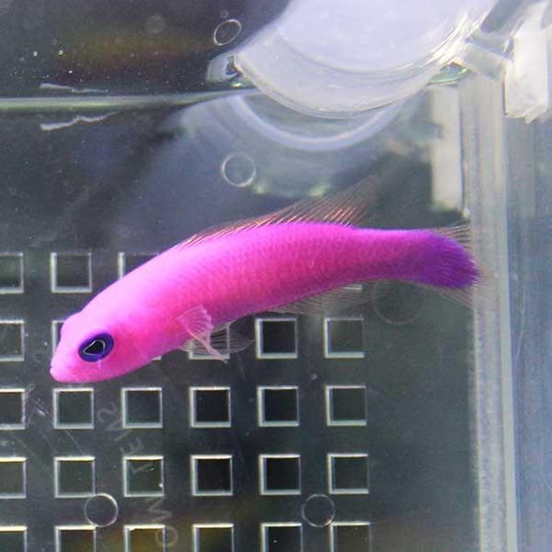 ニセモチノウオ 2-4cm±(A-0182) 海水魚 サンゴ 生体 ◇在庫限り 