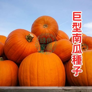 【超巨王品種】巨型南瓜種子 競賽級 盆栽庭院 爬藤植物 家庭農場 大果實 豐收栽種 觀賞食用 種籽