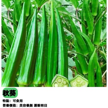 【陽台盆栽】水果秋葵種子 黃秋葵 角豆種子 羊角豆 有機蔬菜 家庭菜園 清脆多汁 四季可種 台灣現貨 居家種植