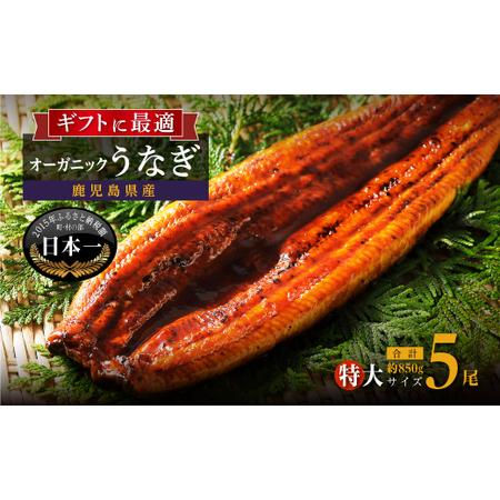 ふるさと納税 泰正オーガニックうなぎ蒲焼　特大5尾 鹿児島県大崎町