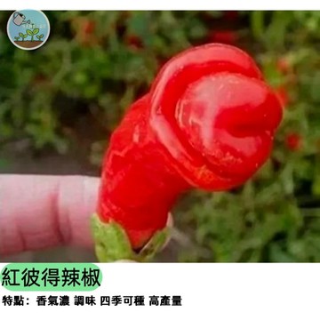 🌶️【超豐產 一株結百果】紅彼得辣椒種子 辛辣爆擊 觀賞食用兩用 盆栽也可種 做辣椒醬必備 觀果期長 新手推薦