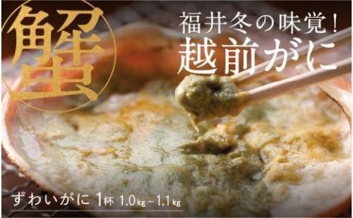 福井冬の味覚！越前がに 1杯  1.0～1.1kg  [J-00906]