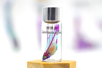 透明生物標本 - 柳條魚 Gambusia affinis
