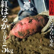  つくばみらい市産 さつまいも 紅はるか 土付き5kg サイズ未選別 サツマイモ つくばみらい いも 照沼 食物繊維 [DY01-NT]