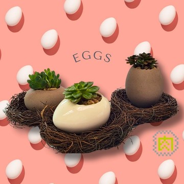 【拼肉肉】肉肉廚房-雞蛋加鳥巢多肉植物盲盒