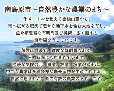 フルーツ定期便 旬の果物をお任せで6回お届け みかん ぶどう びわ すいか 梨 いちご メロン 果物定期便 新鮮 スイカ   南島原市   長崎県農産品流通合同会社 [SCB010]