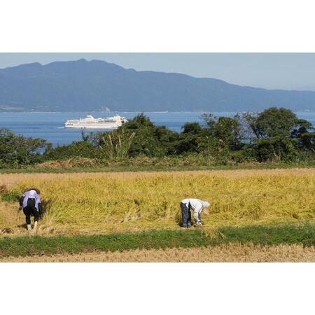 ふるさと納税 無洗米佐渡産コシヒカリ2kg×3本セット×12回 新潟県佐渡市