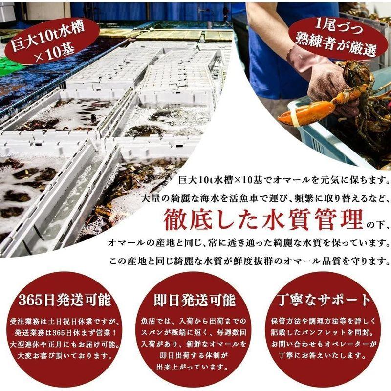 天然 活オマール海老（450ｇ）4尾入 活物専門商社魚活