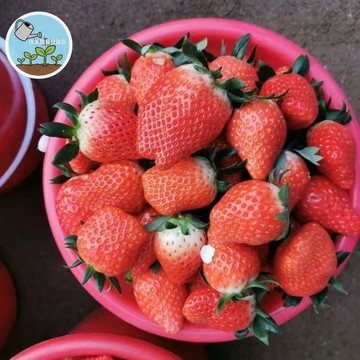 【現貨】 重瓣紅花草莓種子四季開花 觀賞食用兩用 爆花盆栽 陽台庭院 四季可種 草莓苗 香莓 易栽種 居家園藝 新手友善