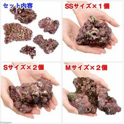 海水魚）ライブロック EXSグレード レッドロック 30cm