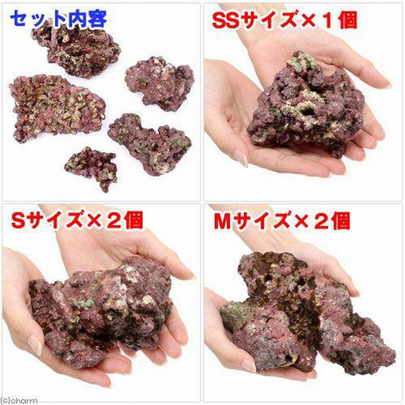 海水魚）ライブロック EXSグレード レッドロック 30cm