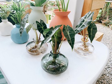 水培植栽│黑葉觀音蓮_室內植物 辦公室盆栽 店內擺設 送禮