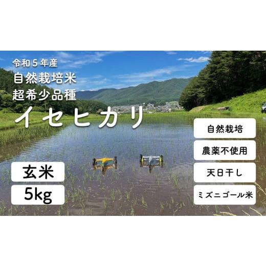 ふるさと納税 長野県 塩尻市 新米 自然栽培(農薬・肥料不使用、天日干し)イセヒカリ 5kg 玄米[5993330]