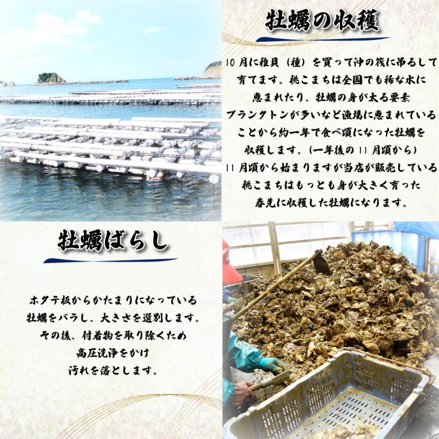 送料無料 冷凍 殻付き牡蠣 桃こまち カンカン焼き 3Lサイズ 15個入り (カキナイフ 片手用軍手 半缶 付き )ブランド牡蠣 三重県 伊勢志摩 鳥羽 桃取産