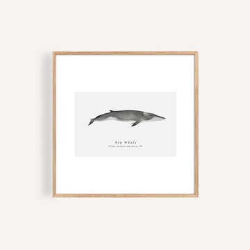 長鬚鯨 海洋掛畫 / 正方形 畫芯 海報 無框畫 裝飾畫